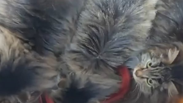 Трех котов-близнецов спасли от голода сотрудники МАСС