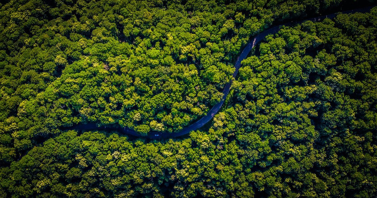 В Австралии восстановят тропические леса из супердеревьев
