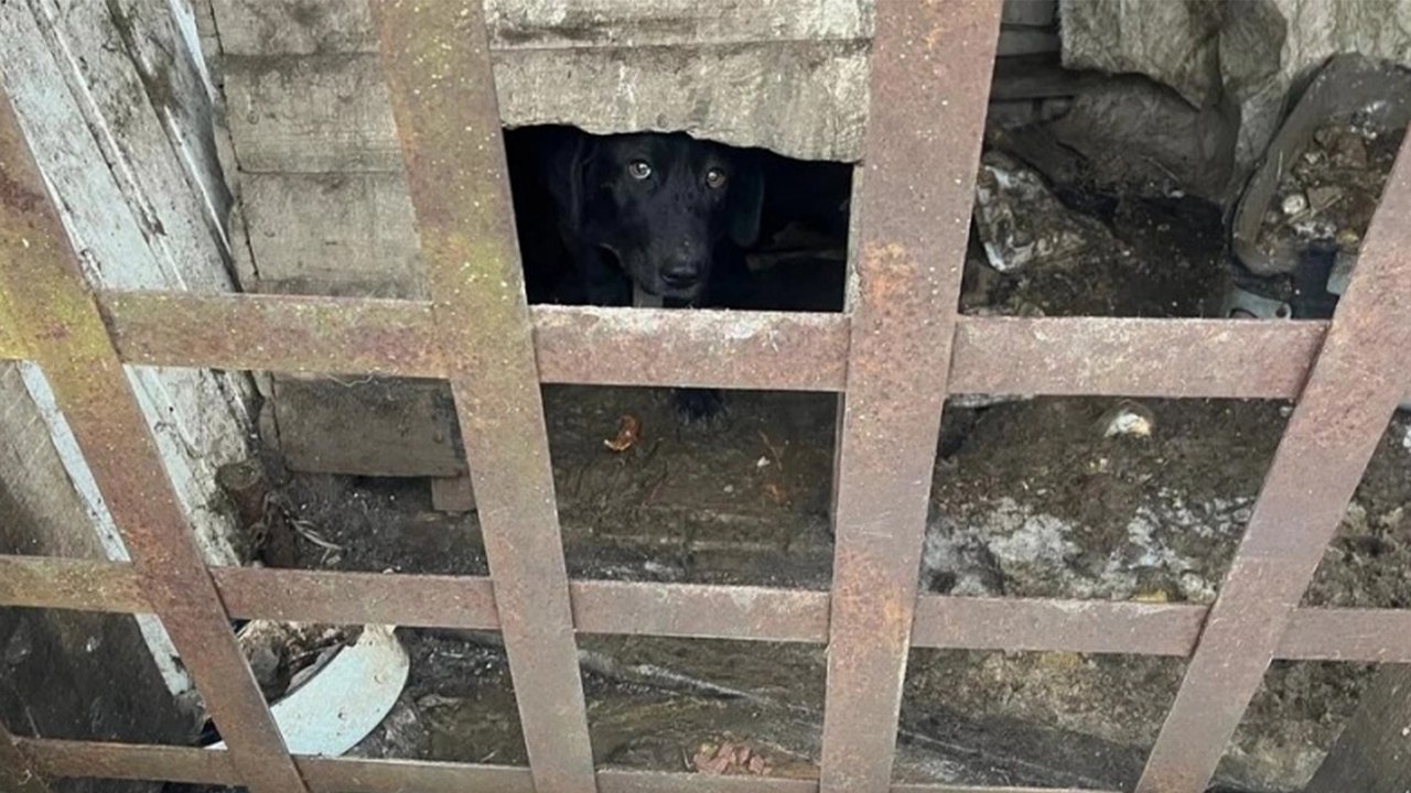 Во Владимире спасли собаку, которую хозяйка морила голодом