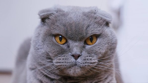 Породистого кота дважды предали в Москве
