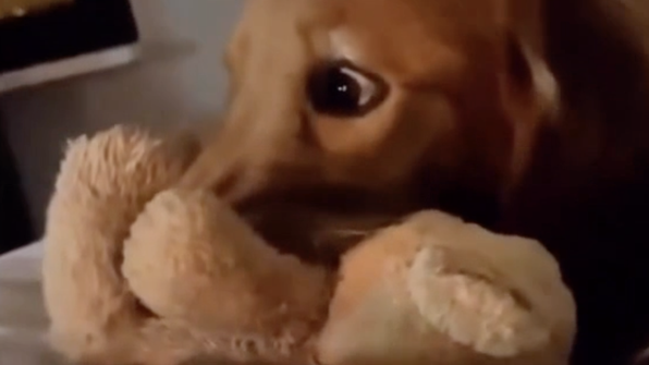 Собаке показали фильм ужасов — ее реакция рассмешила соцсети
