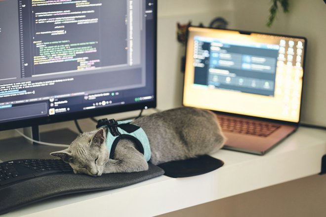 Компьютер и кот Компьютер и кот
