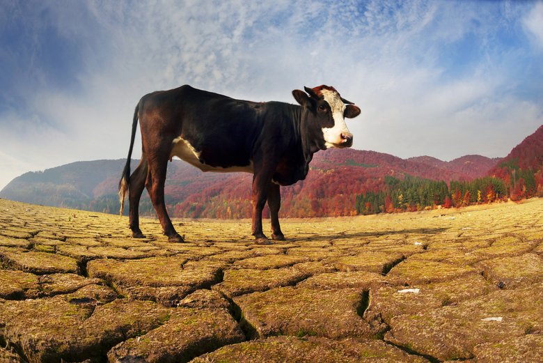 Голодная корова в пустыня вместо поля на территории Ольшанского водохранилища в Карпатах — последствие хищного использования природных ресурсов планеты. Фото: Depositphotos
