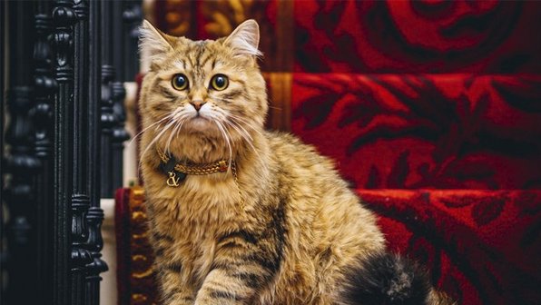 Кошку поселили в отдельном номере отеля за 3,5 млн рублей в день