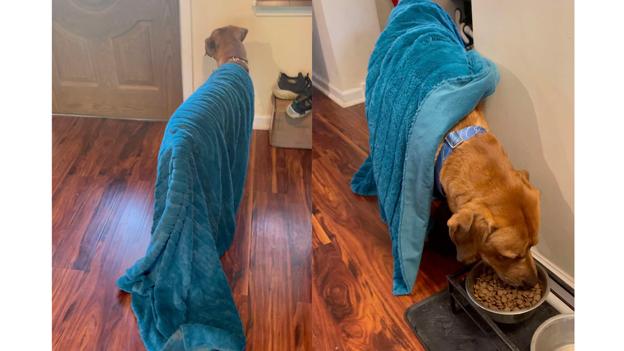 Собака в одеяле