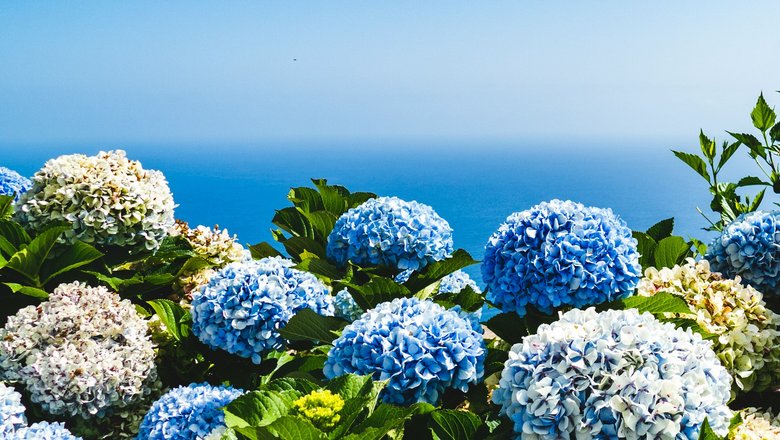 Голубая гортензия.