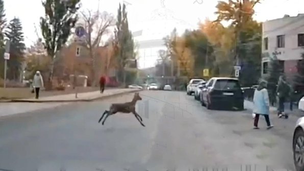 В Самаре косуля устроила забег по городским улицам 9 октября