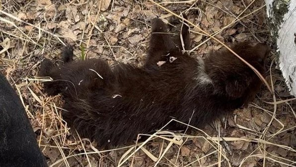 В Новосибирской области волонтеры нашли умирающего медвежонка