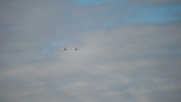Перелетные птицы начали улетать из Петербурга в теплые края