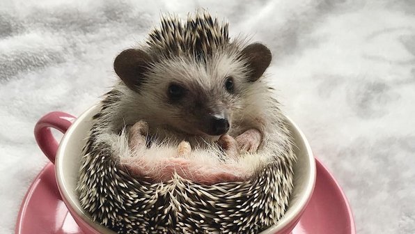 10 фотографий ежиков, которые сделают ваш день