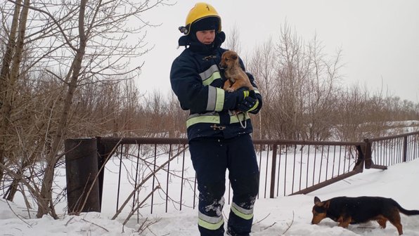 Спасатели достали щенка из подземной ловушки