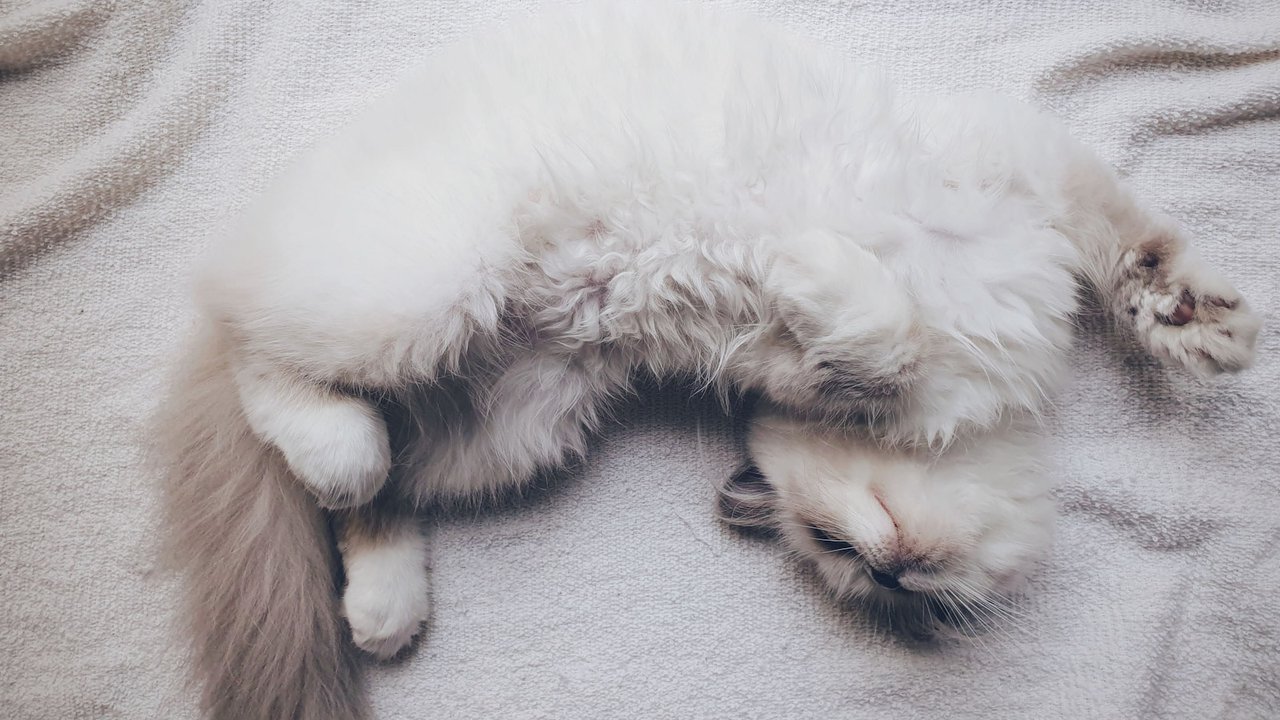 Бело-серая кошка