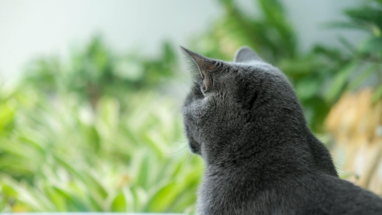 Кошка Кошка
