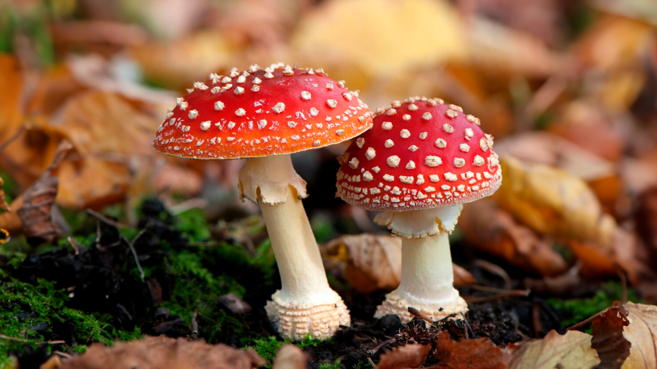 тема грибы 5 класс биология | Дзен
