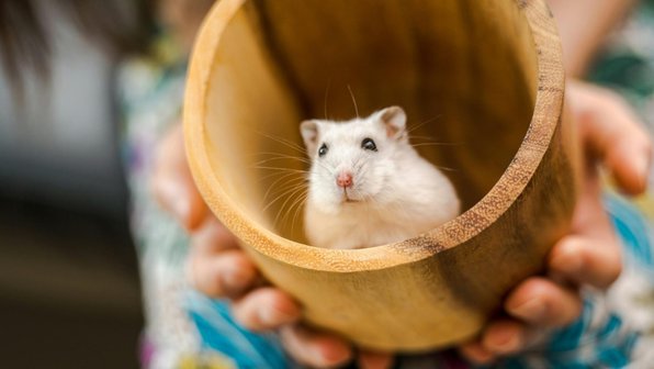 10 удивительных фактов о хомяках