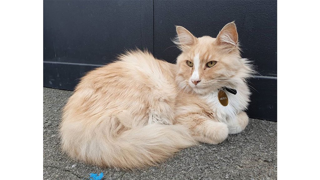 Кот Кот