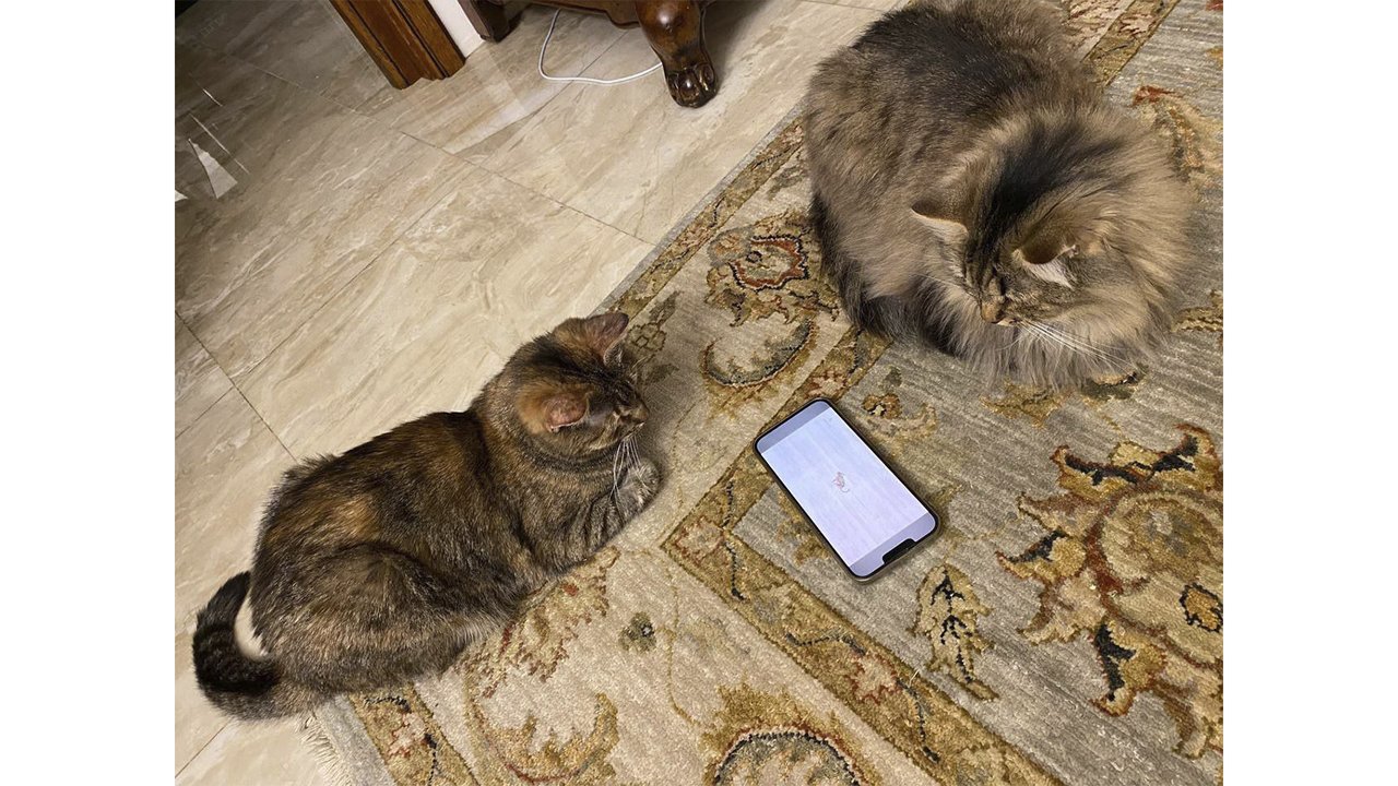 Кошки на полу Кошки на полу