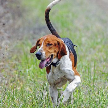 Английский фоксхаунд - описание породы собак: характер, особенности  поведения, размер, отзывы и фото - Питомцы Mail.ru