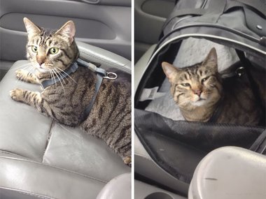 «Свозили кота к ветеринару сегодня. Фото до и после».