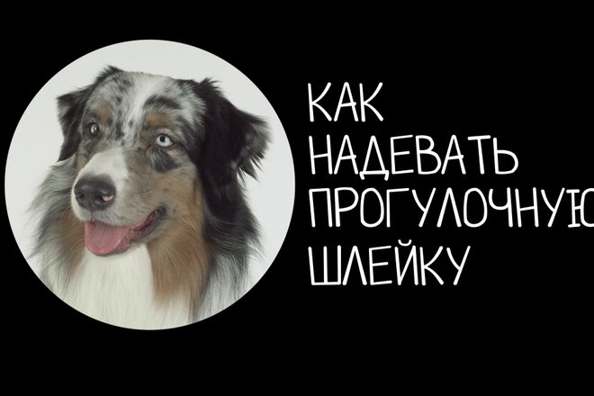 шлеика1.png