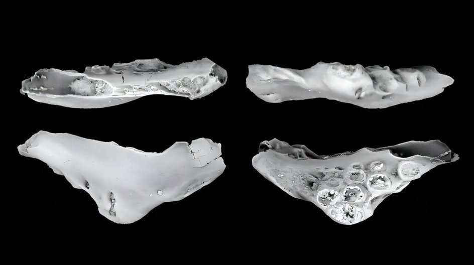 ископаемые в 3D ископаемые в 3D
