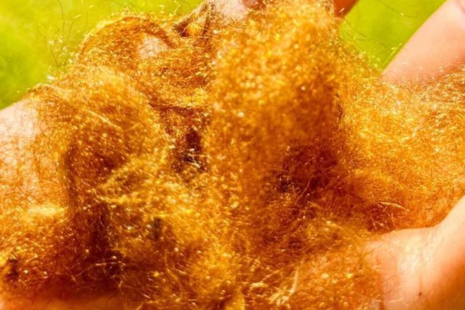 золотой морской шелк золотой морской шелк