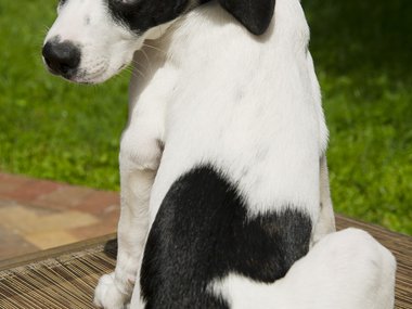 Главный фанат Микки Мауса. Источник: https://disneyparks.disney.go.com/blog/galleries/2012/07/lucky-dog-mickey-meets-his-biggest-four-legged-fan/#photo-1