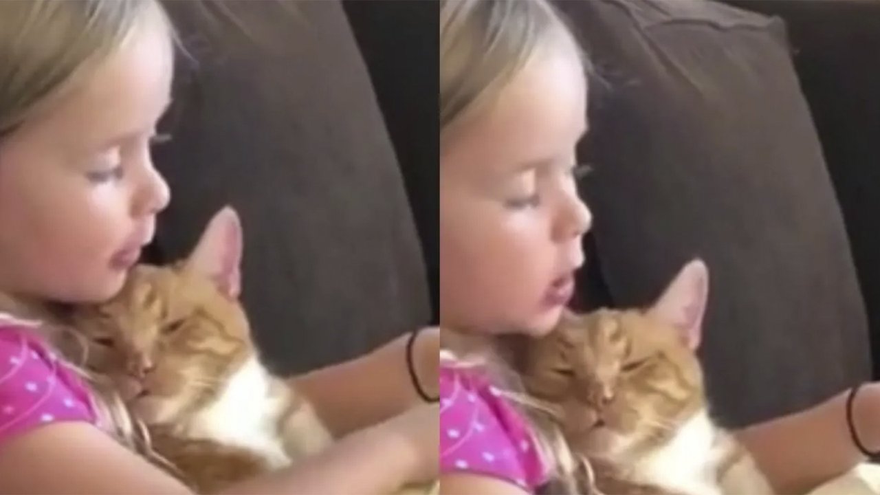 Девочка читает сказку коту Девочка читает сказку коту