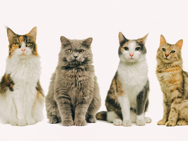 Возраст имеет значение: топ-10 пород кошек-долгожителей