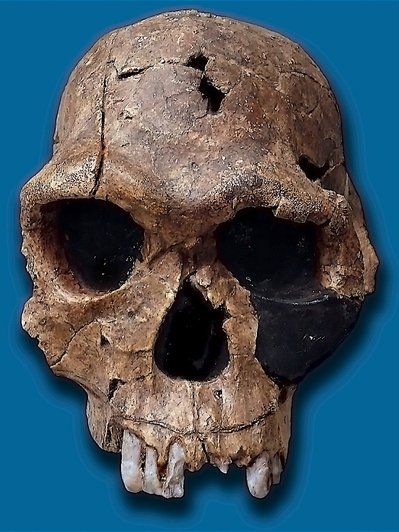 Череп Homo habilis Череп Homo habilis