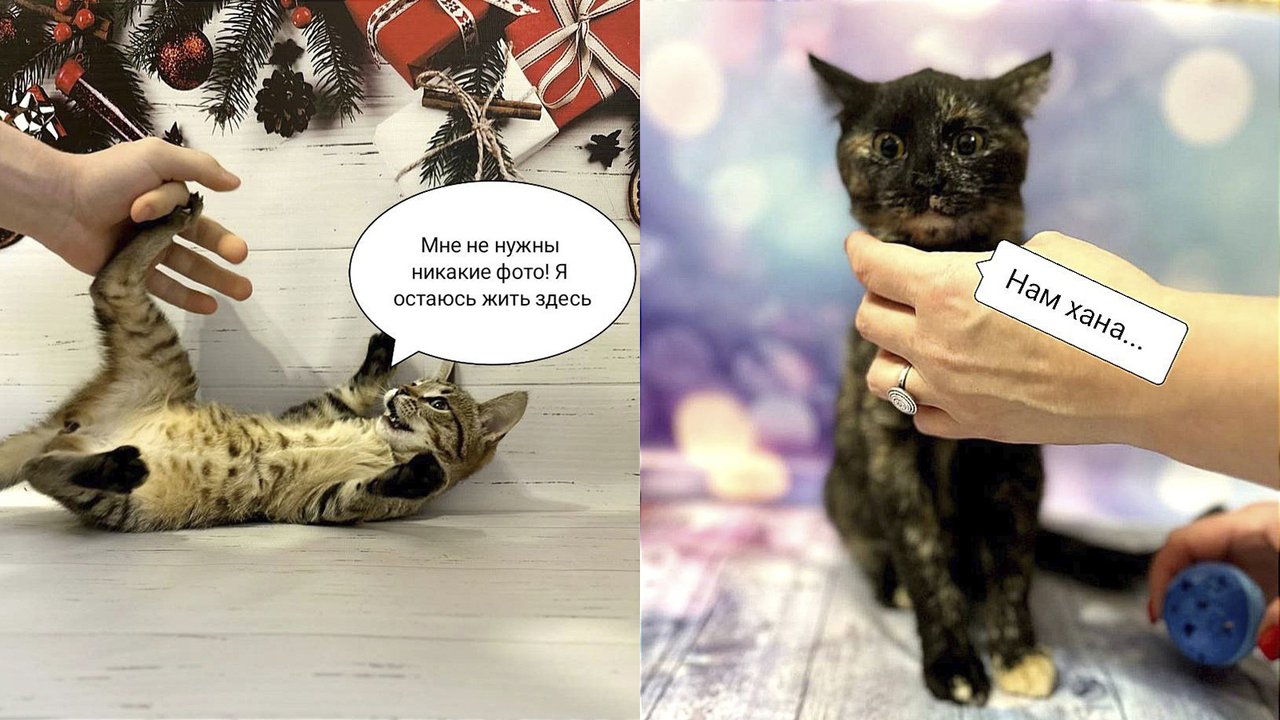 Так проходит фотосессия котят ШтуКОТуровых для пристройства Так проходит фотосессия котят ШтуКОТуровых для пристройства