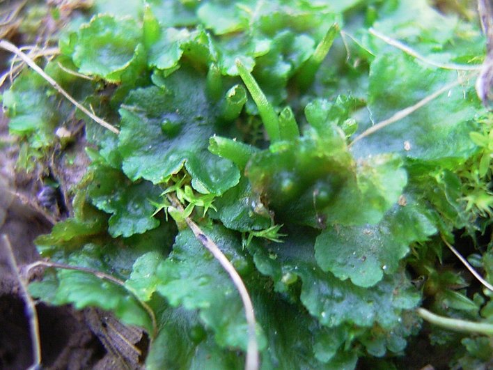 Phaeoceros laevis внешний вид