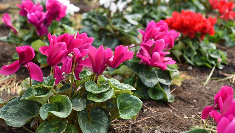 Цикламен (Cyclamen)