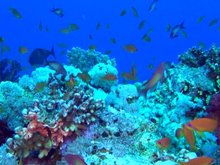Кадр из Коралловый риф 3D: Подводный мир Египта
