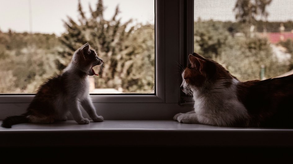 Котенок и кошка сидят на окне Котенок и кошка сидят на окне