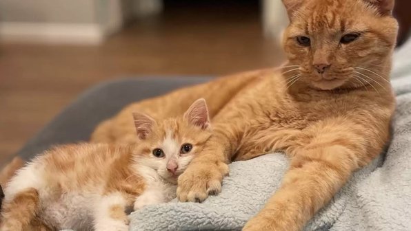 Приемный котенок помог хозяйке приручить уличного кота