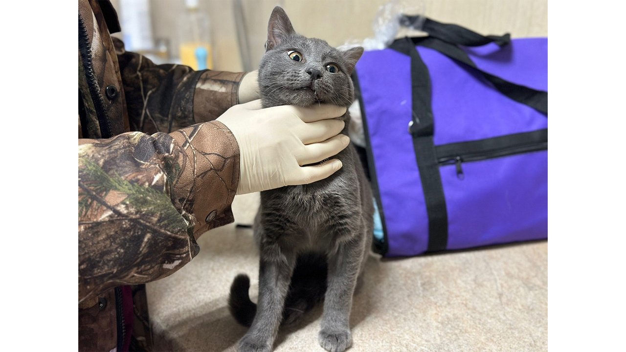 Котик по имени Бублик Котик по имени Бублик