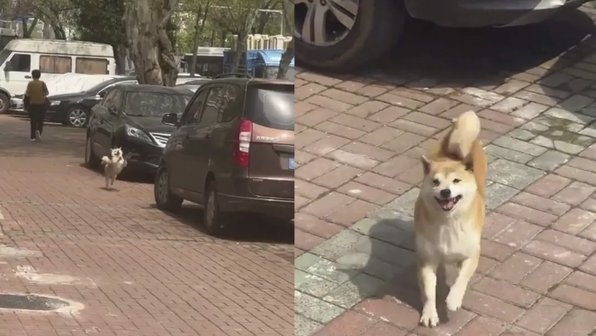 Собака поняла, что пришло тепло, и затанцевала от счастья