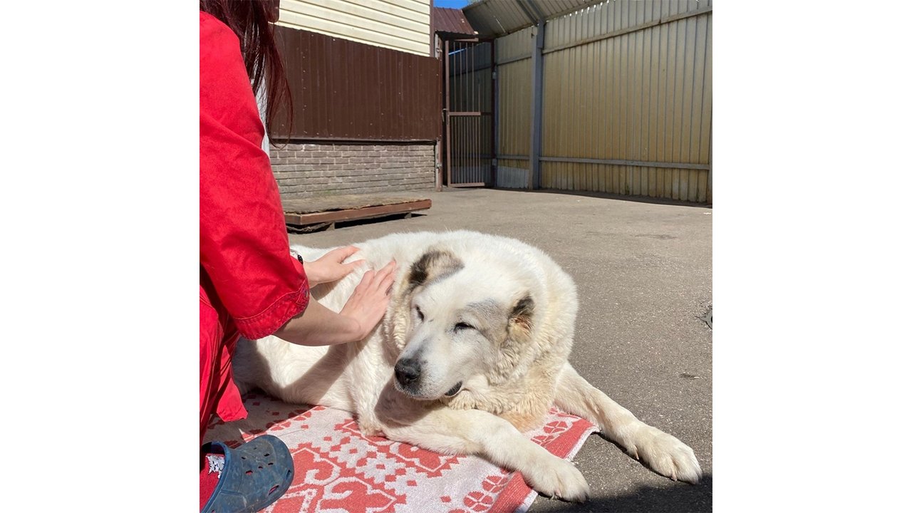 Пес Пес
