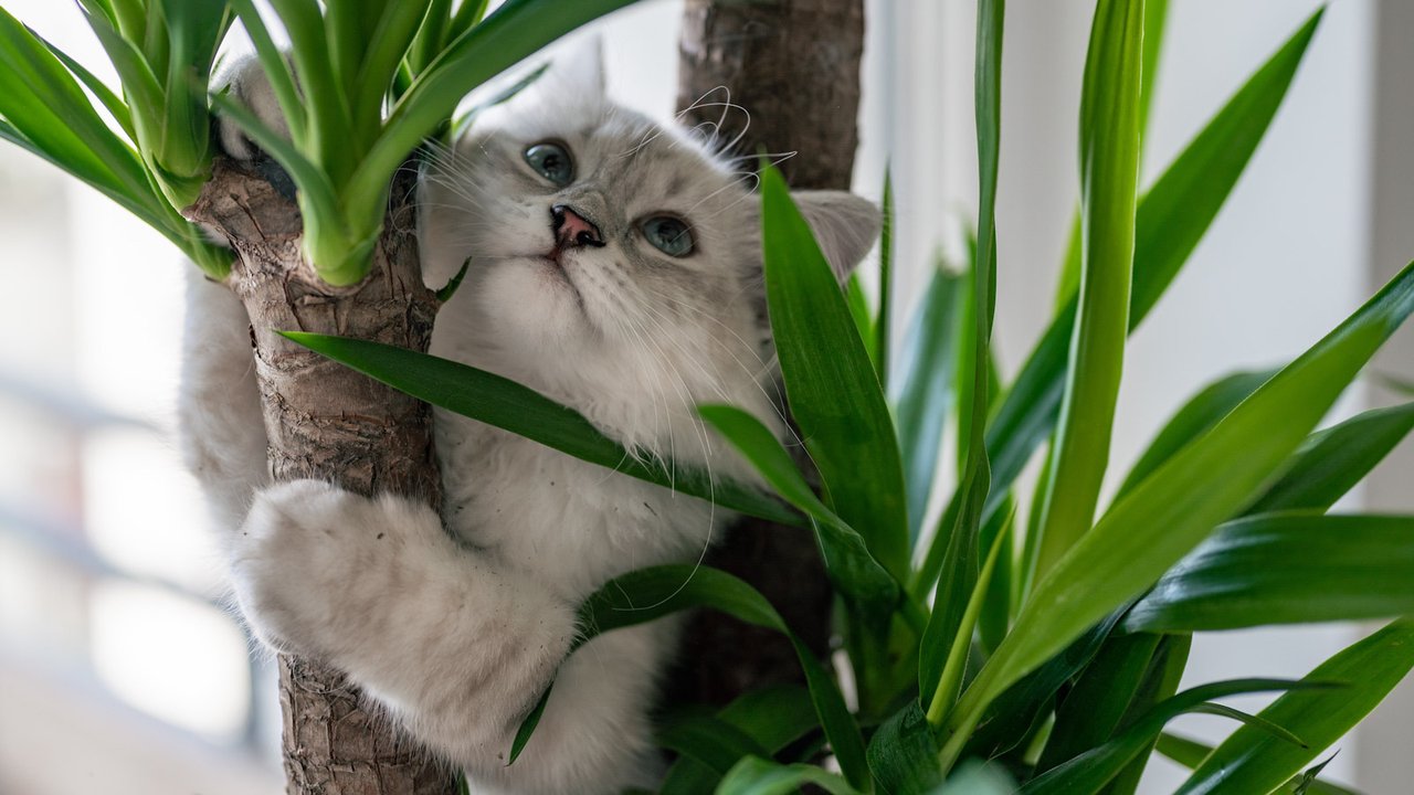 Растения для кошек
