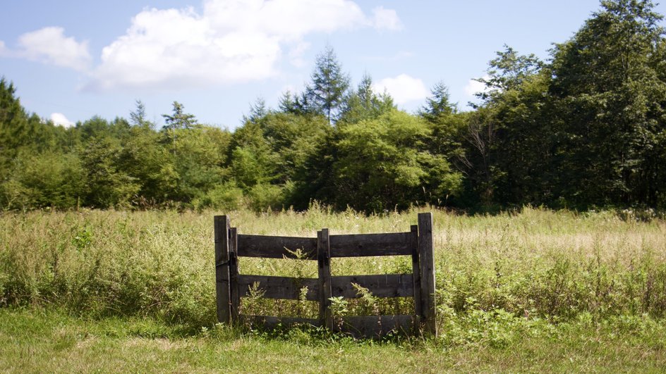Деревянные ворота без забора посреди заброшенного участка земли, заросшего травой и кустами.