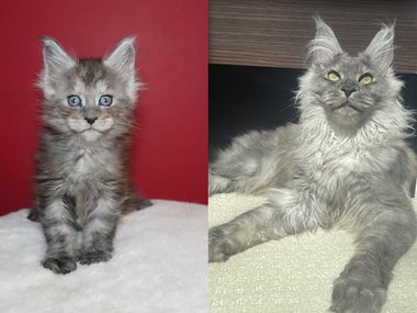 Котенок вырос