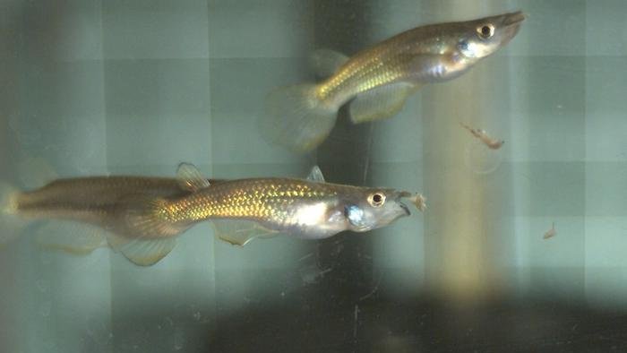 Рыба-килиф (Aplocheilus lineatus), питающаяся артемией в лаборатории Рыба-килиф (Aplocheilus lineatus), питающаяся артемией в лаборатории
