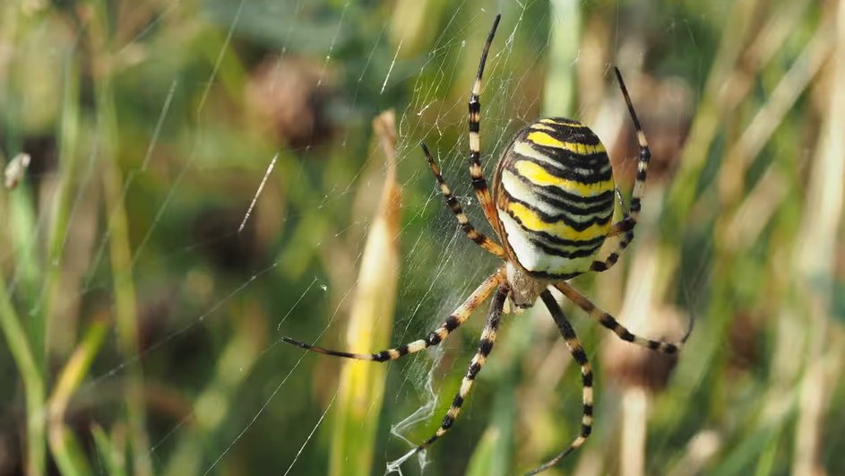 Желто черные полосатый паук сидит на паутине