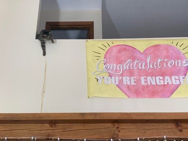 Кота моей подруги стошнило в самом подходящем месте, и я не могу перестать смеяться, глядя на этот снимок. Надпись на плакате: «Поздравляем с помолвкой».