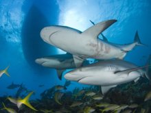 Кадр из Карибские острова 3D: Погружение с акулами