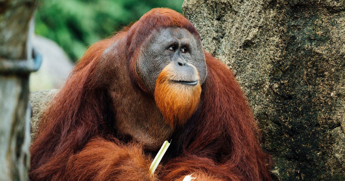 Ученые раскрыли тайны общения орангутанов