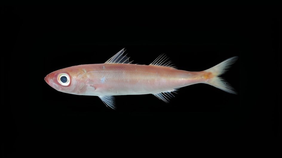 Рыба вида Emmelichthys papillatus