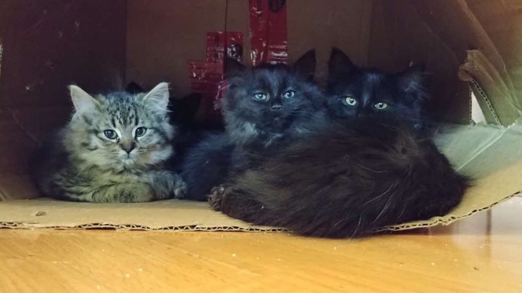 Котики Котики
