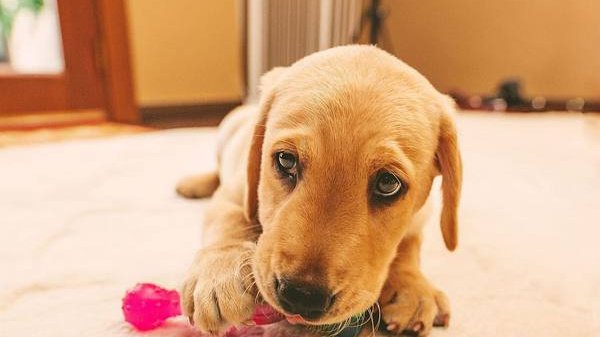 Pets.mail.ru Pets.mail.ru